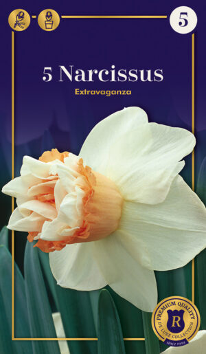 Nartsiss ‘Extravaganza’ 5tk