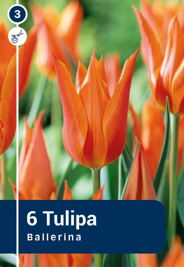 Tulp 'Ballerina' 6tk