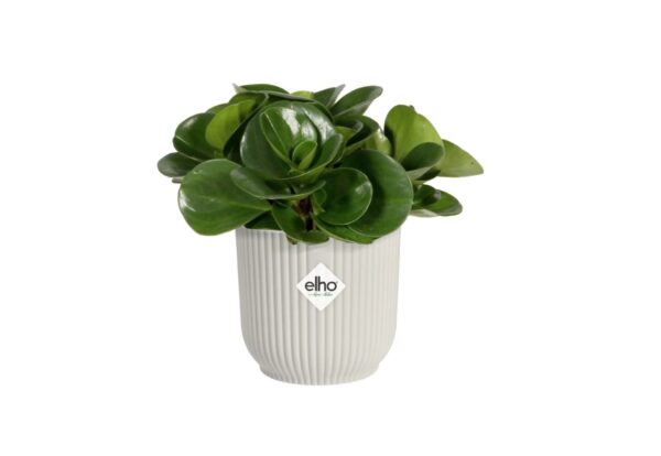 Lillipott Vibes Fold Mini Ø7x h7cm siidine valge