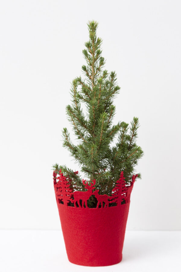 Kanada kuusk 'Conica' P19 vilt punane