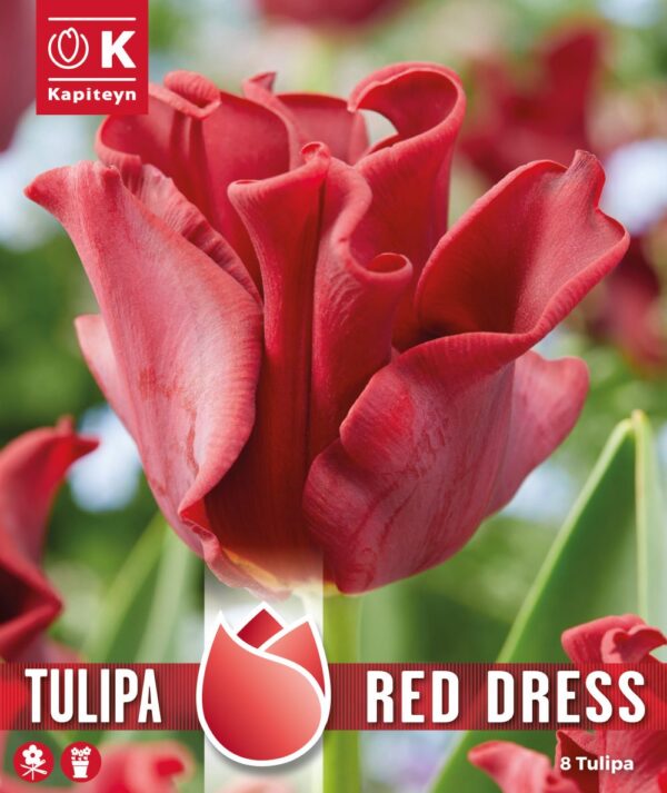 Tulp 'Red Dress' 8tk