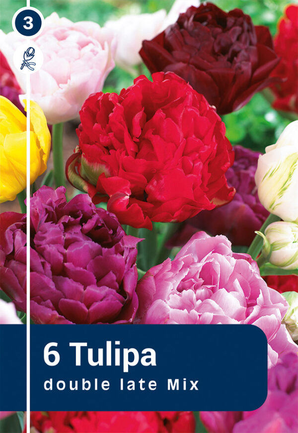 Tulp hilised topeltõielised 6tk