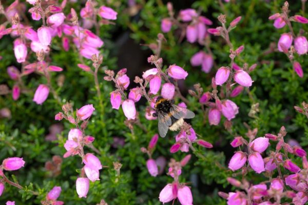 Harilik püharbik 'Atropurpurea' P11