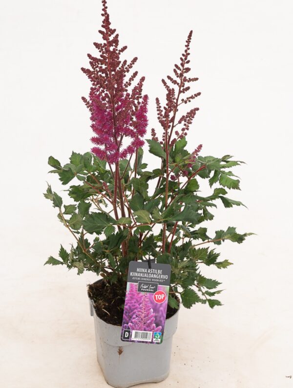 Hiina astilbe 'Vision Red' P17 Eestis kasvatatud