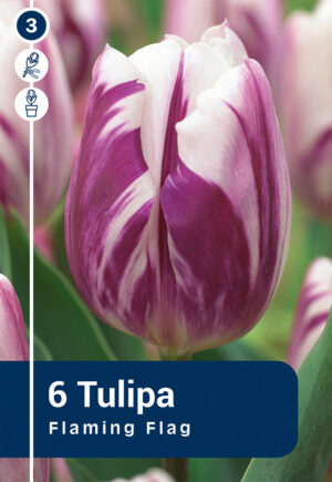 Tulp ‘Flaming Flag’ 6tk