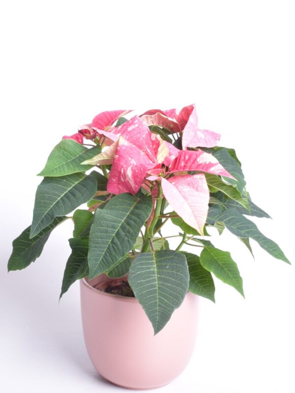 Jõulutäht P13 haruline Eestis kasvatatud