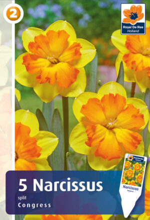 Nartsiss ‘Congress’ 5tk