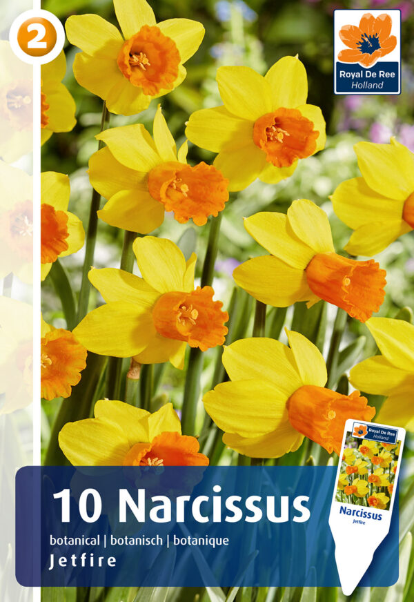 Nartsiss 'Jetfire' 10tk