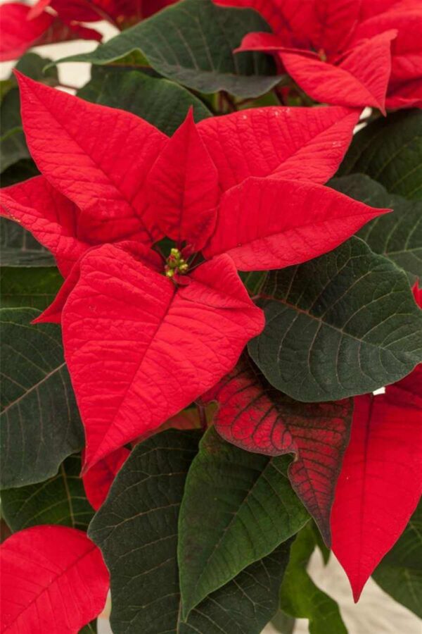 Jõulutäht 'Winter Rose' P6