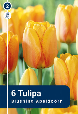 Tulp ‘Blushing Apeldoorn’ 6tk
