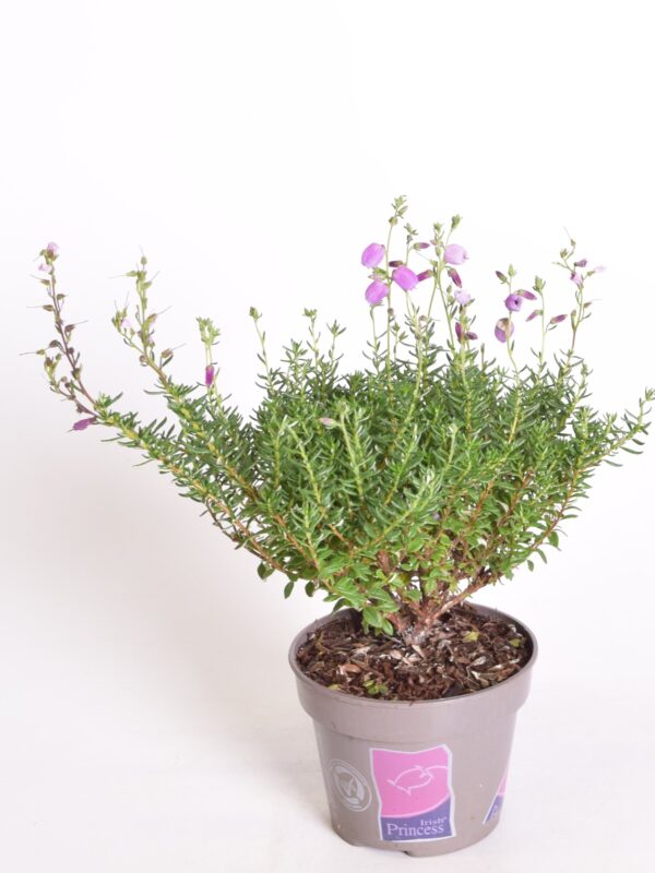 Harilik püharbik 'Atropurpurea' P11