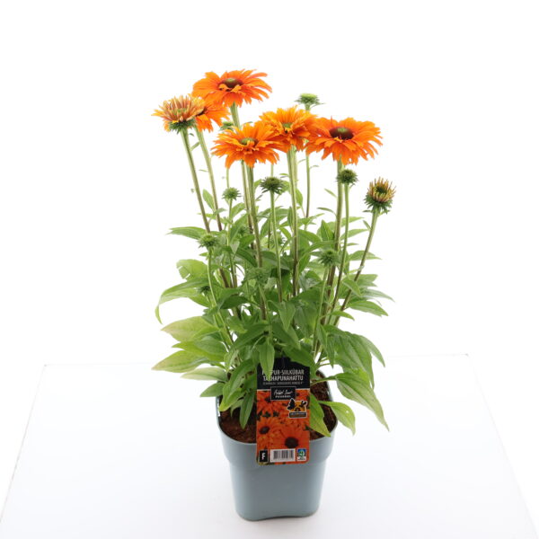 Punane siilkübar 'Sunseekers Mineola' P19 Eestis kasvatatud