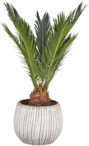 Rahu-palmlehik P14 30cm