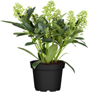 Jaapani skimmia ‘Finchy’ P17 40cm