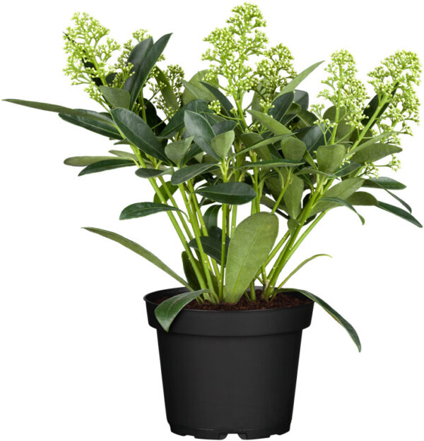 Jaapani skimmia 'Finchy' P17 40cm