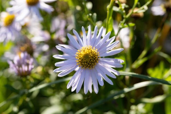 Lõhine kalimeris 'Nana Blue' P17 Eestis Kasvatatud