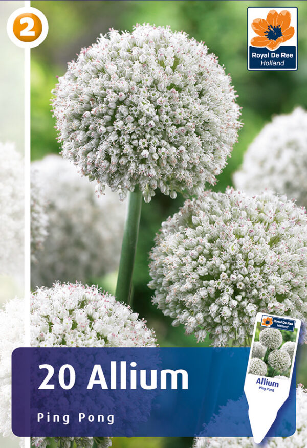 Lauk 'Ping Pong' 20tk