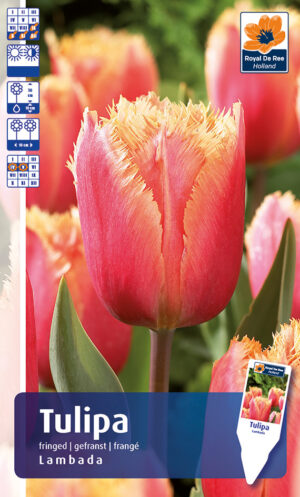 Tulp ‘Lambada’ 6tk