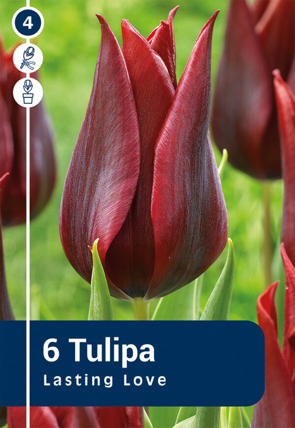 Tulp 'Lasting Love' 6tk