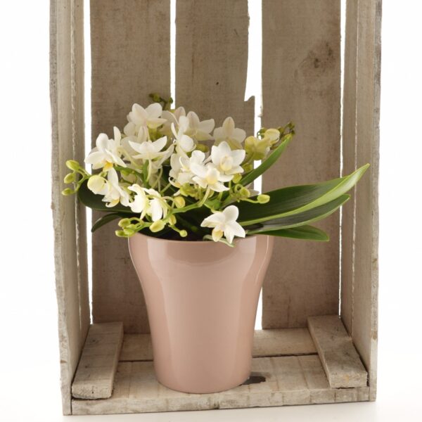 Kuuking 'Table Whitney' P12 4 õievart