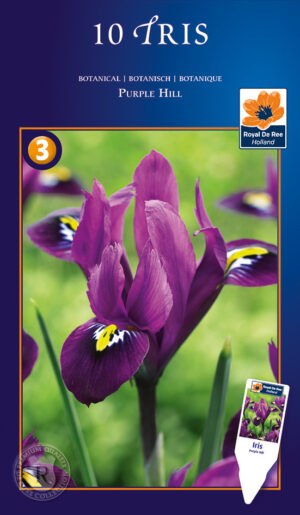 Võrkiiris ‘Purple Hill’ 10tk