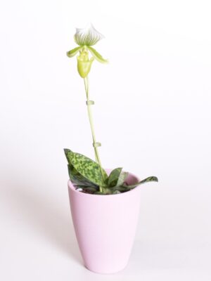 Veenuseking ‘Femma’ P12 1õv