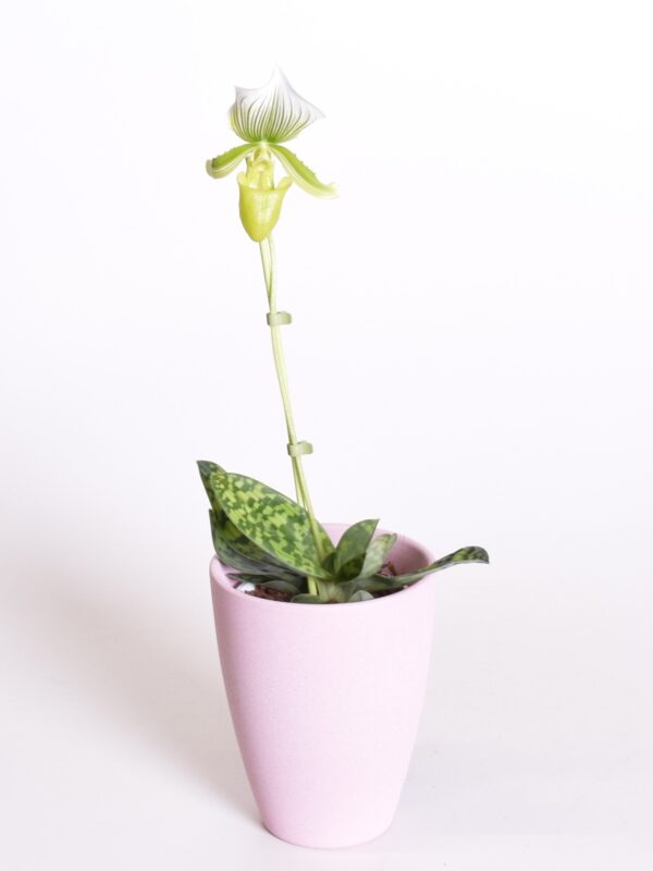 Veenuseking 'Femma' P12 1õv