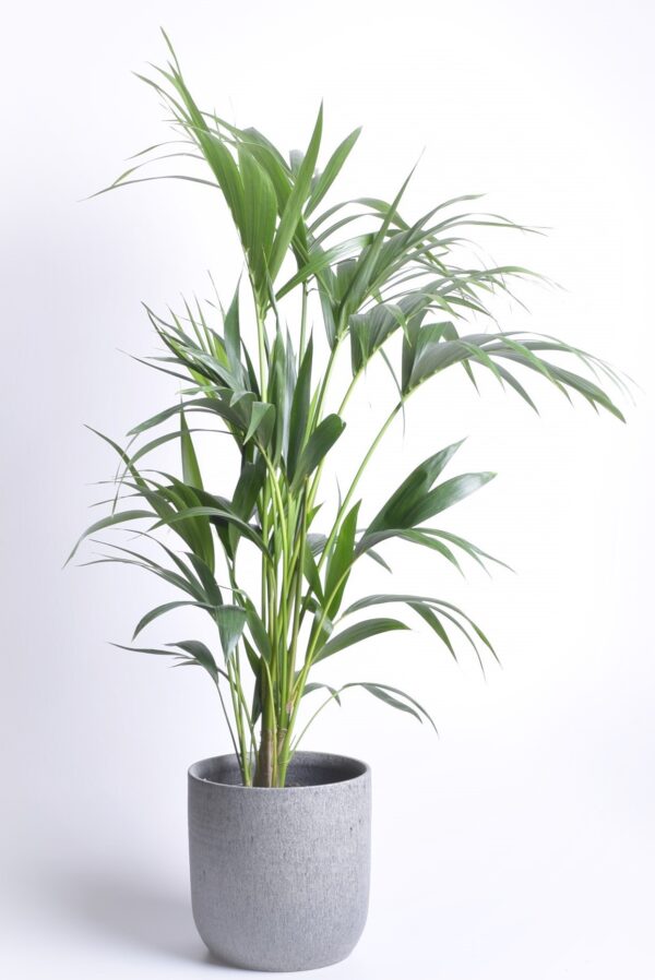 Forsteri kentiapalm P24 140-160cm