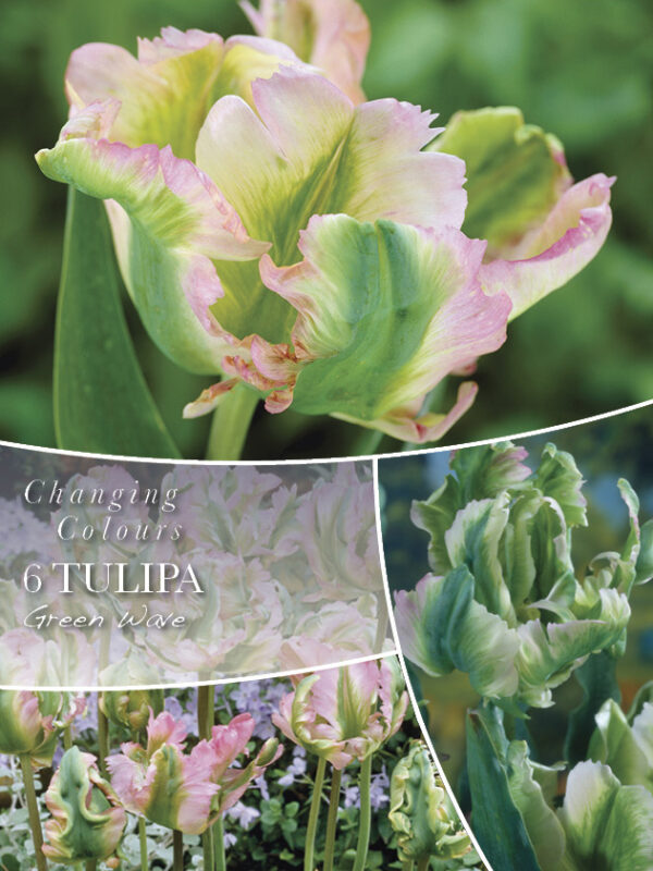 Papagoitulp 'Green Wave' 6tk