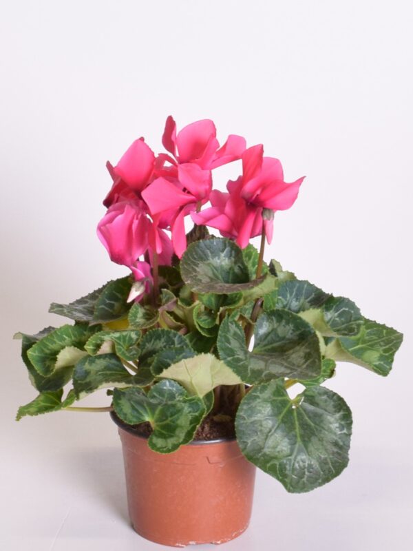 Alpikann P11/P12 Eestis kasvatatud