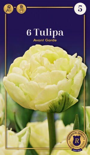 Tulp ‘Avant Garde’ 6tk