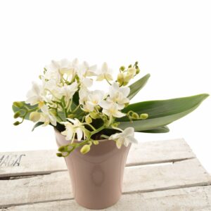 Kuuking ‘Table Whitney’ P12 4 õievart