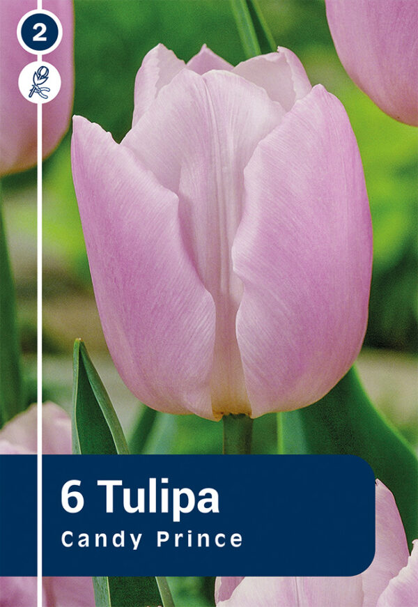 Tulp 'Candy Prince' 6tk