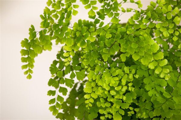 Talbjas adiantum 'Fragrans' P24