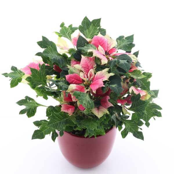 Jõulutäht 'Hovaria' P14 erinevad