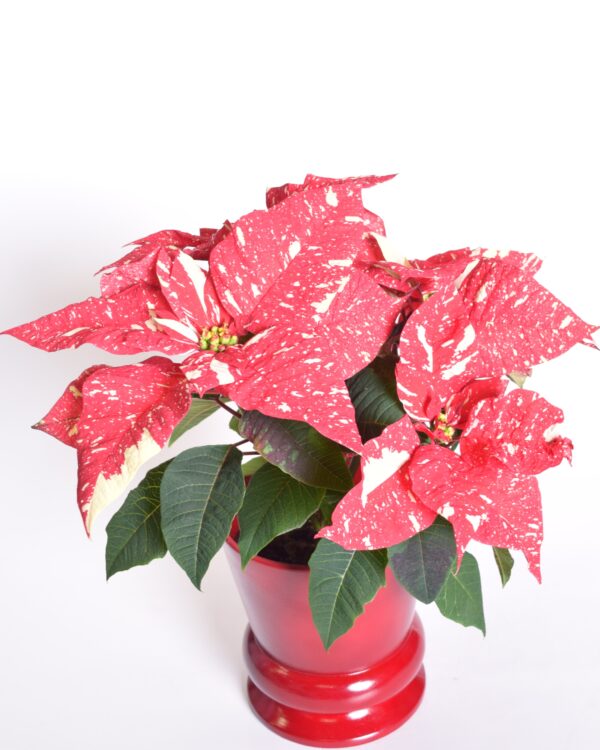 Jõulutäht 'Superba New Glitter' P14