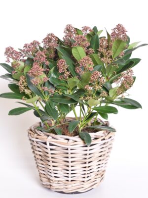 Jaapani skimmia ‘Rubella’ P19 25cm