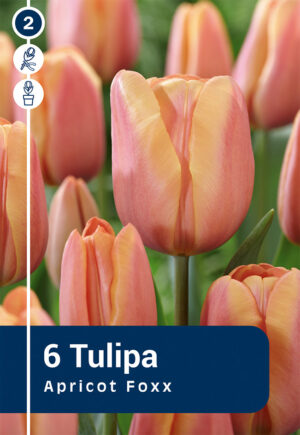Tulp ‘Apricot Foxx’ 6tk