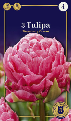 Tulp ‘Strawberry Cream’ 3tk