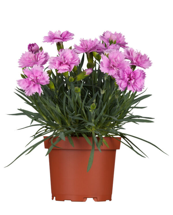 Nelk P11/P12 erinevad