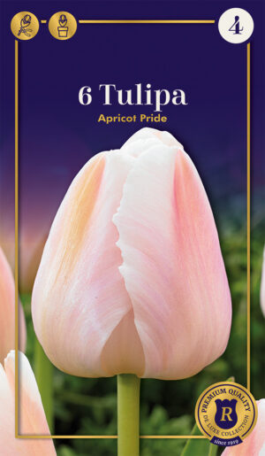 Tulp ‘Apricot Pride’ 6tk