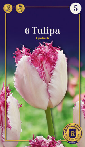 Tulp ‘Eyelash’ 6tk