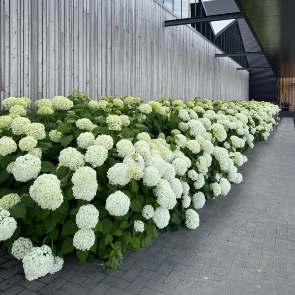 Puishortensia 'Annabelle' P30 80cm