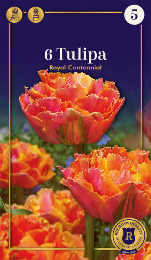 Tulp ‘Royal Centennial’ 6tk