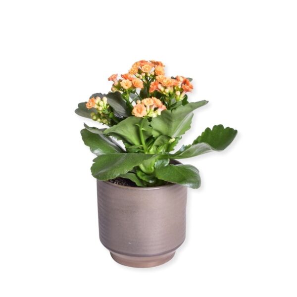 Blossfeldi kalanhoe P12 erinevad