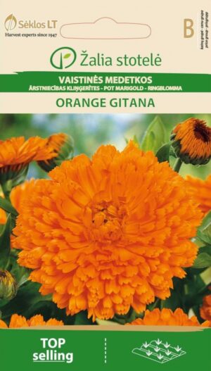 Harilik saialill ‘Orange Gitana’