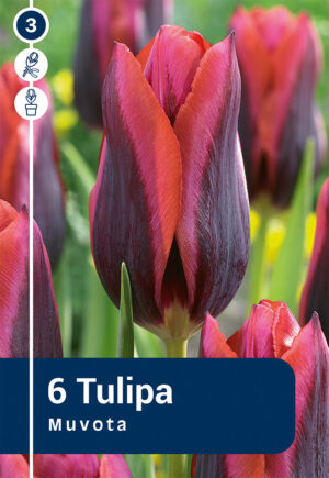 Tulp ‘Muvota’ 6tk