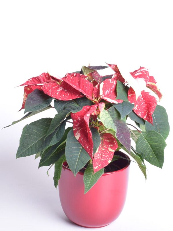 Jõulutäht P13 haruline Eestis kasvatatud