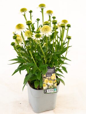 Punane siilkübar ‘Delicious Nougat’ P19 Eestis kasvatatud