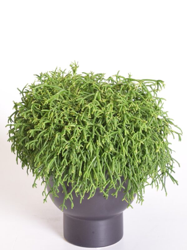 Niitjas helmekaktus 'Oasis' P17 amplis